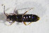  ( - GBOL_Col_FK_10639)  @11 [ ] CreativeCommons - Attribution Non-Commercial Share-Alike (2015) Unspecified SNSB, Zoologische Staatssammlung Muenchen