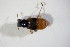  ( - GBOL_Col_FK_10675)  @12 [ ] CreativeCommons - Attribution Non-Commercial Share-Alike (2015) Unspecified SNSB, Zoologische Staatssammlung Muenchen