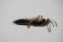  ( - GBOL_Col_FK_10733)  @12 [ ] CreativeCommons - Attribution Non-Commercial Share-Alike (2015) Unspecified SNSB, Zoologische Staatssammlung Muenchen