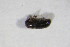  ( - GBOL_Col_FK_10802)  @11 [ ] CreativeCommons - Attribution Non-Commercial Share-Alike (2015) Unspecified SNSB, Zoologische Staatssammlung Muenchen