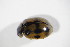  ( - GBOL_Col_FK_10844)  @12 [ ] CreativeCommons - Attribution Non-Commercial Share-Alike (2015) Unspecified SNSB, Zoologische Staatssammlung Muenchen