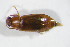  ( - GBOL_Col_FK_10882)  @13 [ ] CreativeCommons - Attribution Non-Commercial Share-Alike (2015) Unspecified SNSB, Zoologische Staatssammlung Muenchen