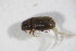  ( - GBOL_Col_FK_10883)  @11 [ ] CreativeCommons - Attribution Non-Commercial Share-Alike (2015) Unspecified SNSB, Zoologische Staatssammlung Muenchen