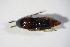  ( - GBOL_Col_FK_10914)  @11 [ ] CreativeCommons - Attribution Non-Commercial Share-Alike (2015) Unspecified SNSB, Zoologische Staatssammlung Muenchen