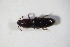  ( - GBOL_Col_FK_10917)  @13 [ ] CreativeCommons - Attribution Non-Commercial Share-Alike (2015) Unspecified SNSB, Zoologische Staatssammlung Muenchen