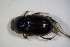 ( - GBOL_Col_FK_6513)  @13 [ ] CreativeCommons - Attribution Non-Commercial Share-Alike (2015) Unspecified SNSB, Zoologische Staatssammlung Muenchen