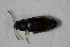  ( - GBOL_Col_FK_6536)  @12 [ ] CreativeCommons - Attribution Non-Commercial Share-Alike (2015) Unspecified SNSB, Zoologische Staatssammlung Muenchen