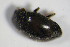  ( - GBOL_Col_FK_6607)  @12 [ ] CreativeCommons - Attribution Non-Commercial Share-Alike (2015) Unspecified SNSB, Zoologische Staatssammlung Muenchen