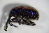  (Rhynchites bacchus - GBOL_Col_FK_6611)  @13 [ ] CreativeCommons - Attribution Non-Commercial Share-Alike (2015) Unspecified SNSB, Zoologische Staatssammlung Muenchen