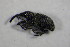  ( - GBOL_Col_FK_6648)  @12 [ ] CreativeCommons - Attribution Non-Commercial Share-Alike (2015) Unspecified SNSB, Zoologische Staatssammlung Muenchen