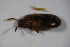  ( - GBOL_Col_FK_6726)  @11 [ ] CreativeCommons - Attribution Non-Commercial Share-Alike (2015) Unspecified SNSB, Zoologische Staatssammlung Muenchen