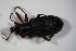  ( - GBOL_Col_FK_6731)  @12 [ ] CreativeCommons - Attribution Non-Commercial Share-Alike (2015) Unspecified SNSB, Zoologische Staatssammlung Muenchen