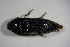  (Melanotus tenebrosus - GBOL_Col_FK_6745)  @13 [ ] CreativeCommons - Attribution Non-Commercial Share-Alike (2015) Unspecified SNSB, Zoologische Staatssammlung Muenchen