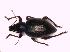  (Otiorhynchus obsoletus - GBOL_Col_FK_6761)  @13 [ ] CreativeCommons - Attribution Non-Commercial Share-Alike (2015) Unspecified SNSB, Zoologische Staatssammlung Muenchen