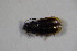  ( - GBOL_Col_FK_6826)  @12 [ ] CreativeCommons - Attribution Non-Commercial Share-Alike (2015) Unspecified SNSB, Zoologische Staatssammlung Muenchen