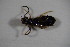  ( - GBOL_Col_FK_6828)  @12 [ ] CreativeCommons - Attribution Non-Commercial Share-Alike (2015) Unspecified SNSB, Zoologische Staatssammlung Muenchen