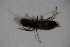  ( - GBOL_Col_FK_6847)  @12 [ ] CreativeCommons - Attribution Non-Commercial Share-Alike (2015) Unspecified SNSB, Zoologische Staatssammlung Muenchen