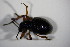 ( - GBOL_Col_FK_6861)  @12 [ ] CreativeCommons - Attribution Non-Commercial Share-Alike (2015) Unspecified SNSB, Zoologische Staatssammlung Muenchen