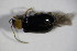  ( - GBOL_Col_FK_6881)  @13 [ ] CreativeCommons - Attribution Non-Commercial Share-Alike (2015) Unspecified SNSB, Zoologische Staatssammlung Muenchen