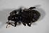  (Otiorhynchus auricomus - GBOL_Col_FK_6966)  @13 [ ] CreativeCommons - Attribution Non-Commercial Share-Alike (2015) Unspecified SNSB, Zoologische Staatssammlung Muenchen