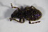  ( - GBOL_Col_FK_6996)  @11 [ ] CreativeCommons - Attribution Non-Commercial Share-Alike (2015) Unspecified SNSB, Zoologische Staatssammlung Muenchen