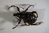  ( - GBOL_Col_FK_7035)  @11 [ ] CreativeCommons - Attribution Non-Commercial Share-Alike (2015) Unspecified SNSB, Zoologische Staatssammlung Muenchen