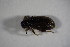  (Polydrusus pallidus - GBOL_Col_FK_7043)  @13 [ ] CreativeCommons - Attribution Non-Commercial Share-Alike (2015) Unspecified SNSB, Zoologische Staatssammlung Muenchen
