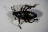  (Otiorhynchus sensitivus - GBOL_Col_FK_7079)  @13 [ ] CreativeCommons - Attribution Non-Commercial Share-Alike (2015) Unspecified SNSB, Zoologische Staatssammlung Muenchen