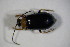  ( - GBOL_Col_FK_7146)  @12 [ ] CreativeCommons - Attribution Non-Commercial Share-Alike (2015) Unspecified SNSB, Zoologische Staatssammlung Muenchen