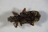  (Polydrusus fulvicornis - GBOL_Col_FK_7148)  @13 [ ] CreativeCommons - Attribution Non-Commercial Share-Alike (2015) Unspecified SNSB, Zoologische Staatssammlung Muenchen