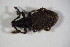  ( - GBOL_Col_FK_7150)  @13 [ ] CreativeCommons - Attribution Non-Commercial Share-Alike (2015) Unspecified SNSB, Zoologische Staatssammlung Muenchen