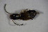  ( - GBOL_Col_FK_7198)  @12 [ ] CreativeCommons - Attribution Non-Commercial Share-Alike (2015) Unspecified SNSB, Zoologische Staatssammlung Muenchen