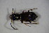  ( - GBOL_Col_FK_7199)  @12 [ ] CreativeCommons - Attribution Non-Commercial Share-Alike (2015) Unspecified SNSB, Zoologische Staatssammlung Muenchen