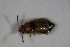  (Eusphalerum marshami - GBOL_Col_FK_7204)  @12 [ ] CreativeCommons - Attribution Non-Commercial Share-Alike (2015) Unspecified SNSB, Zoologische Staatssammlung Muenchen