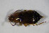  ( - GBOL_Col_FK_7205)  @11 [ ] CreativeCommons - Attribution Non-Commercial Share-Alike (2015) Unspecified SNSB, Zoologische Staatssammlung Muenchen