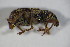  ( - GBOL_Col_FK_7223)  @12 [ ] CreativeCommons - Attribution Non-Commercial Share-Alike (2015) Unspecified SNSB, Zoologische Staatssammlung Muenchen
