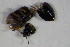  ( - GBOL_Col_FK_7230)  @12 [ ] CreativeCommons - Attribution Non-Commercial Share-Alike (2015) Unspecified SNSB, Zoologische Staatssammlung Muenchen