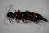 (Paederus schoenherri - GBOL_Col_FK_7309)  @12 [ ] CreativeCommons - Attribution Non-Commercial Share-Alike (2015) Unspecified SNSB, Zoologische Staatssammlung Muenchen