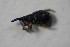  ( - GBOL_Col_FK_7641)  @12 [ ] CreativeCommons - Attribution Non-Commercial Share-Alike (2015) Unspecified SNSB, Zoologische Staatssammlung Muenchen