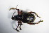  ( - GBOL_Col_FK_7650)  @11 [ ] CreativeCommons - Attribution Non-Commercial Share-Alike (2015) Unspecified SNSB, Zoologische Staatssammlung Muenchen