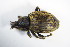  ( - GBOL_Col_FK_7657)  @11 [ ] CreativeCommons - Attribution Non-Commercial Share-Alike (2015) Unspecified SNSB, Zoologische Staatssammlung Muenchen