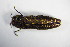  (Agrilus integerrimus - GBOL_Col_FK_7660)  @12 [ ] CreativeCommons - Attribution Non-Commercial Share-Alike (2015) Unspecified SNSB, Zoologische Staatssammlung Muenchen
