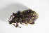  ( - GBOL_Col_FK_7711)  @13 [ ] CreativeCommons - Attribution Non-Commercial Share-Alike (2015) Unspecified SNSB, Zoologische Staatssammlung Muenchen