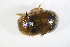  ( - GBOL_Col_FK_7735)  @11 [ ] CreativeCommons - Attribution Non-Commercial Share-Alike (2015) Unspecified SNSB, Zoologische Staatssammlung Muenchen