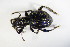  (Otiorhynchus halbherri - GBOL_Col_FK_7739)  @14 [ ] CreativeCommons - Attribution Non-Commercial Share-Alike (2015) Unspecified SNSB, Zoologische Staatssammlung Muenchen