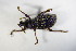  (Otiorhynchus vestitus - GBOL_Col_FK_7740)  @14 [ ] CreativeCommons - Attribution Non-Commercial Share-Alike (2015) Unspecified SNSB, Zoologische Staatssammlung Muenchen
