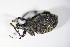  ( - GBOL_Col_FK_7744)  @12 [ ] CreativeCommons - Attribution Non-Commercial Share-Alike (2015) Unspecified SNSB, Zoologische Staatssammlung Muenchen