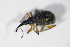  ( - GBOL_Col_FK_7754)  @12 [ ] CreativeCommons - Attribution Non-Commercial Share-Alike (2015) Unspecified SNSB, Zoologische Staatssammlung Muenchen