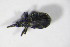  ( - GBOL_Col_FK_7756)  @12 [ ] CreativeCommons - Attribution Non-Commercial Share-Alike (2015) Unspecified SNSB, Zoologische Staatssammlung Muenchen