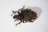  ( - GBOL_Col_FK_7762)  @13 [ ] CreativeCommons - Attribution Non-Commercial Share-Alike (2015) Unspecified SNSB, Zoologische Staatssammlung Muenchen